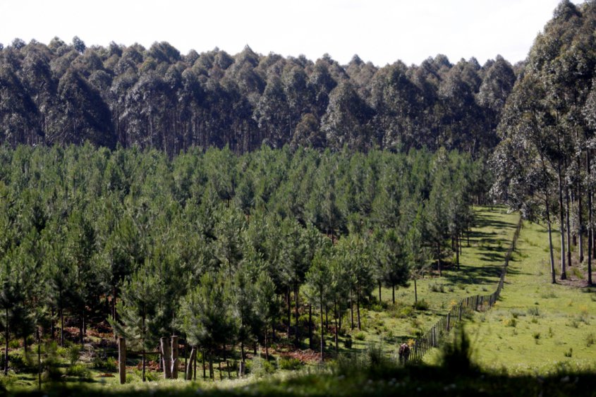 Grafica alusiva a Las políticas gubernamentales sobre incentivos forestales