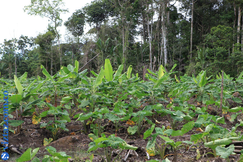 Grafica alusiva a Un modelo agrícola arbóreo para la Amazonia