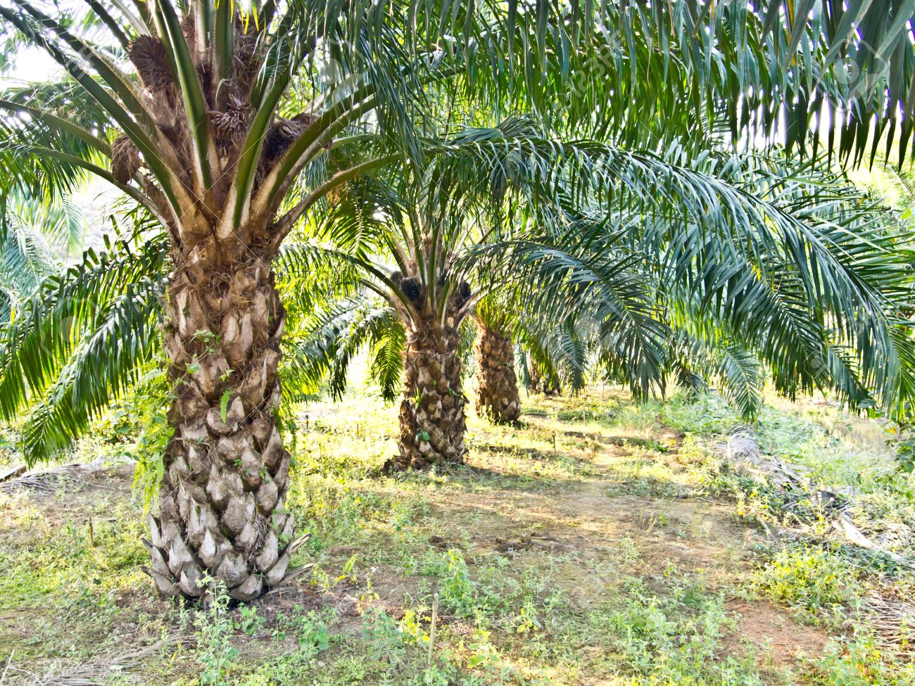 Grafica alusiva a Palma aceitera [1] en los territorios de las comunidades negras del pacífico surcolombiano