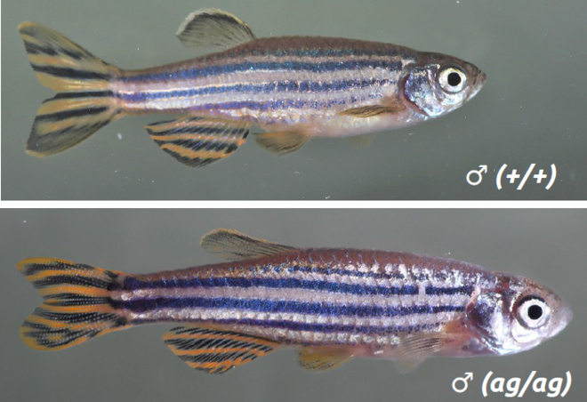 Grafica alusiva a Peces transgénicos