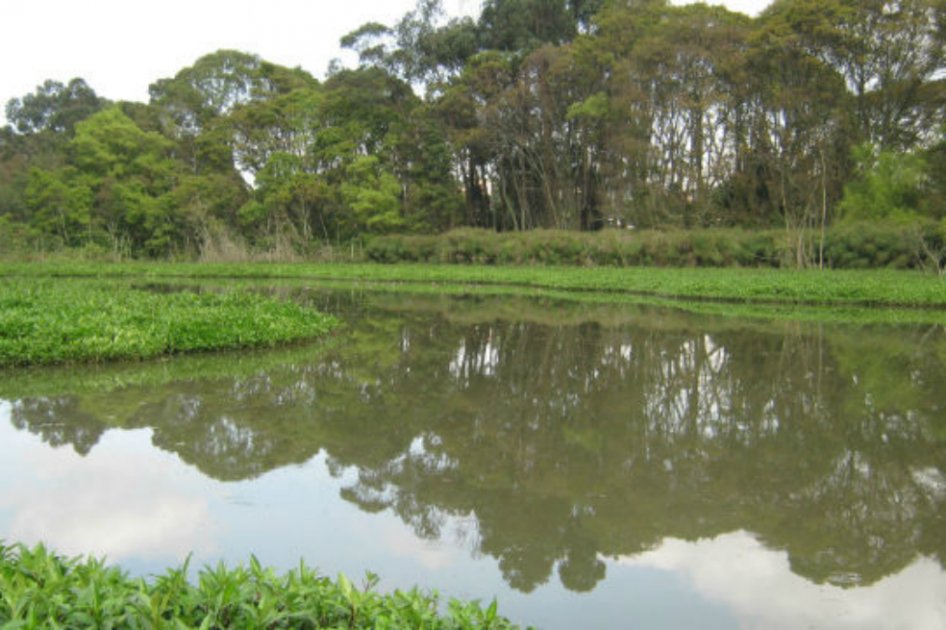 Grafica alusiva a Timbique, un humedal con historia. Palmira (Valle del Cauca)