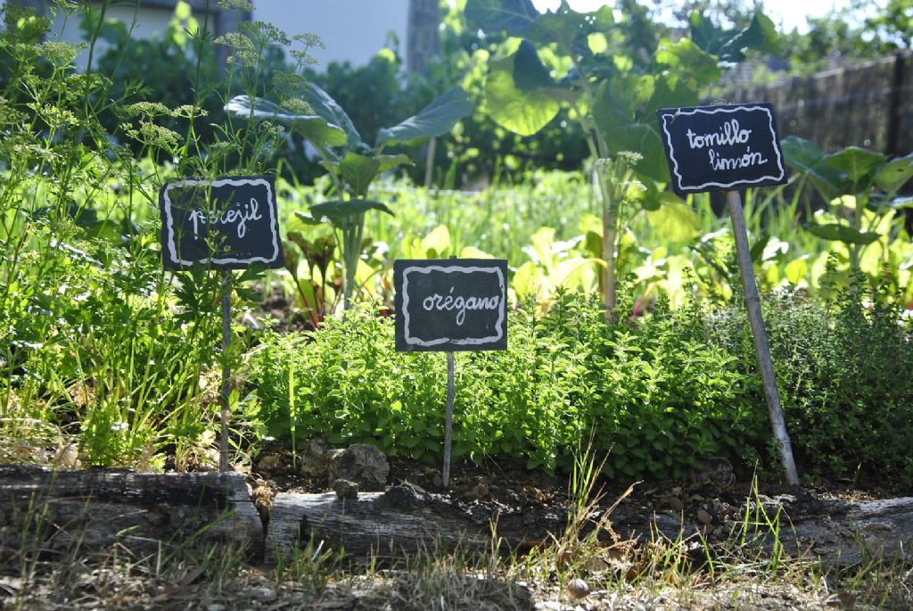 Grafica alusiva a Recuperación de los conocimientos tradicionales y del uso de las plantas medicinales 