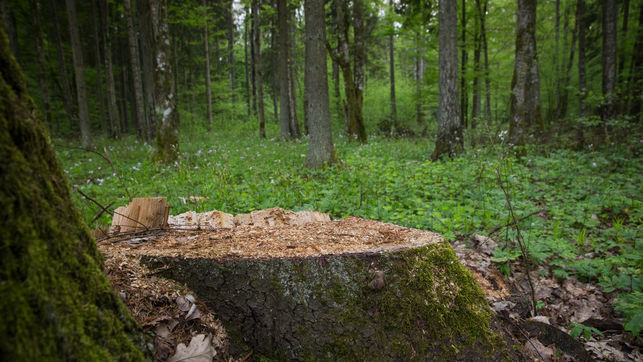 Grafica alusiva a El Congreso de la República, aprueba la ley forestal 