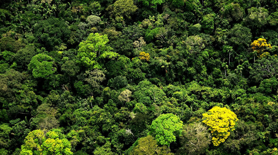 Grafica alusiva a REDD+ en Colombia