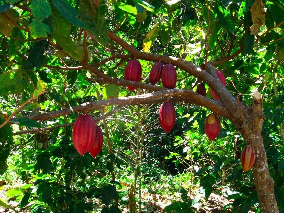 Grafica alusiva a Proyecto de producción agroforestal de Cacao