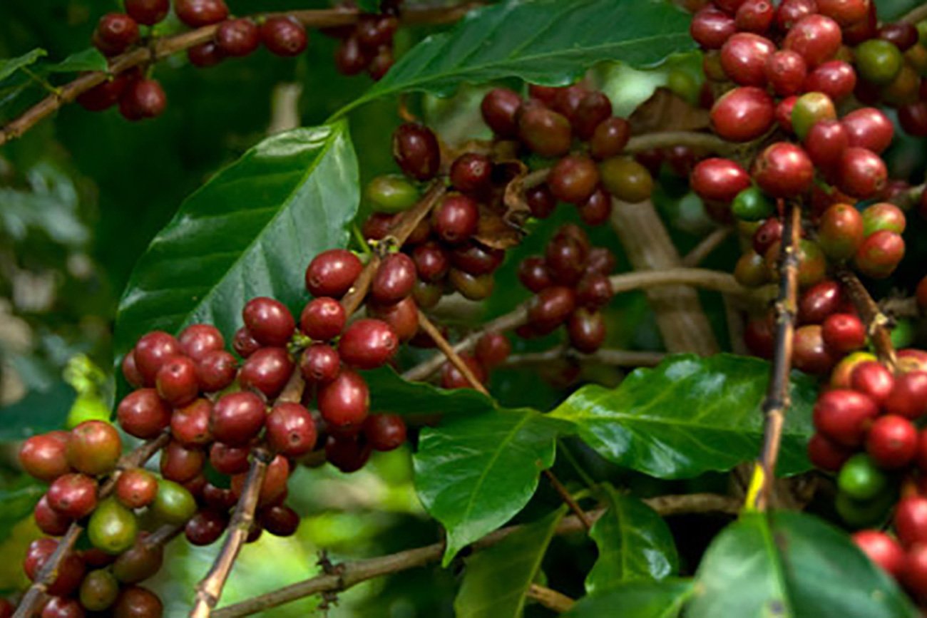 Grafica alusiva a Una experiencia de producción comercialización de café orgánico y la diversificación de la finca campesina. La Asociación Nuevo Futuro