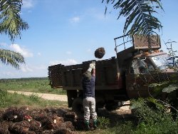 Grafica alusiva a Misión internacional de verificación sobre la situación ocasionada por los agrocombustibles en Colombia: Palma aceitera y caña de azúcar