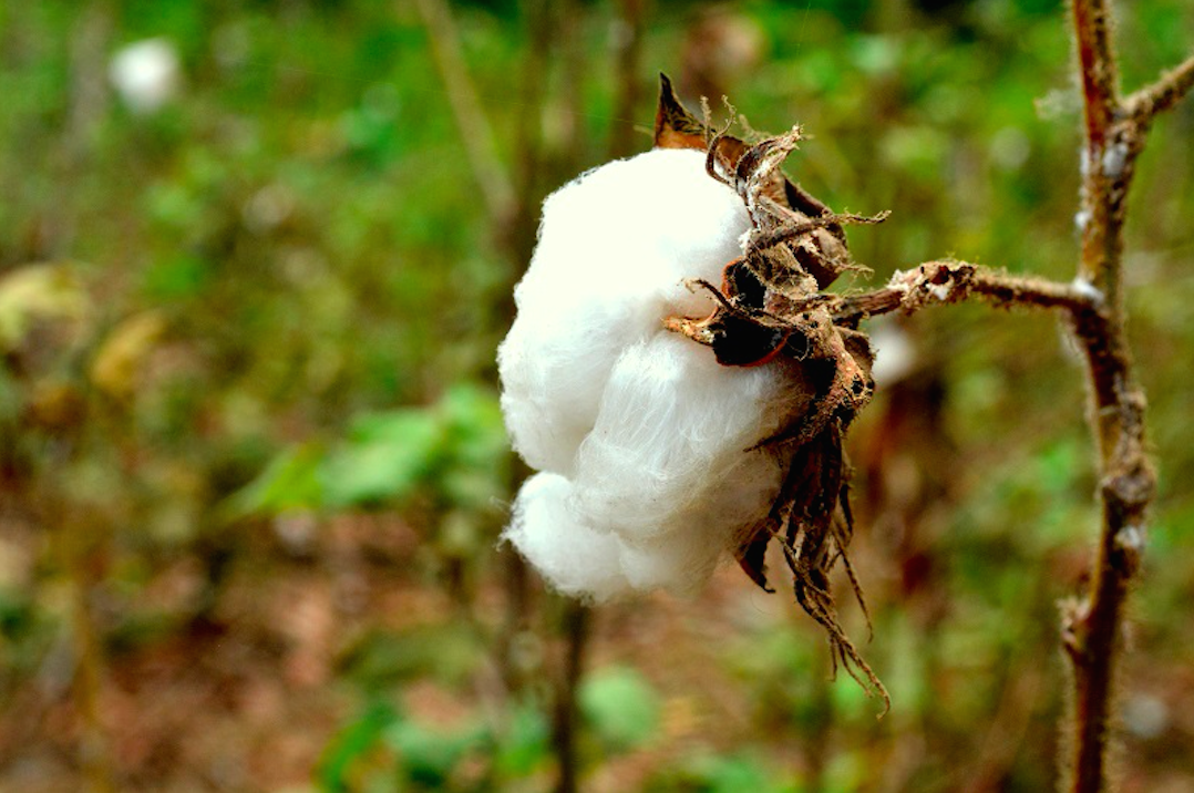 Grafica alusiva a Colombia aprueba la liberación comercial del bioplaguicida transgénico, algodón Bt de Monsanto