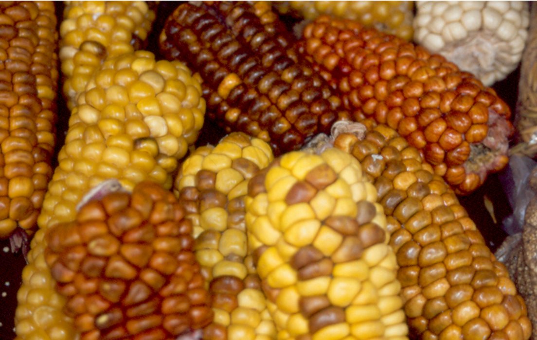Grafica alusiva a El maíz transgénico en Colombia destruye nuestra soberanía alimentaria