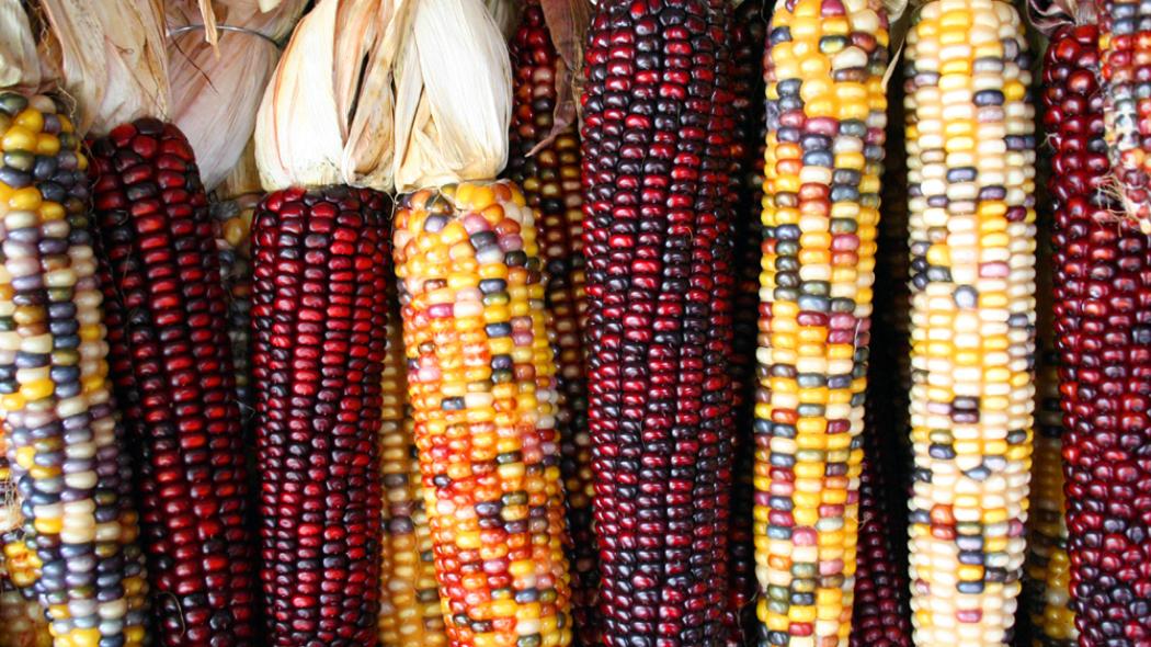 Grafica alusiva a El maíz transgénico en Colombia destruye nuestra soberanía alimentaria