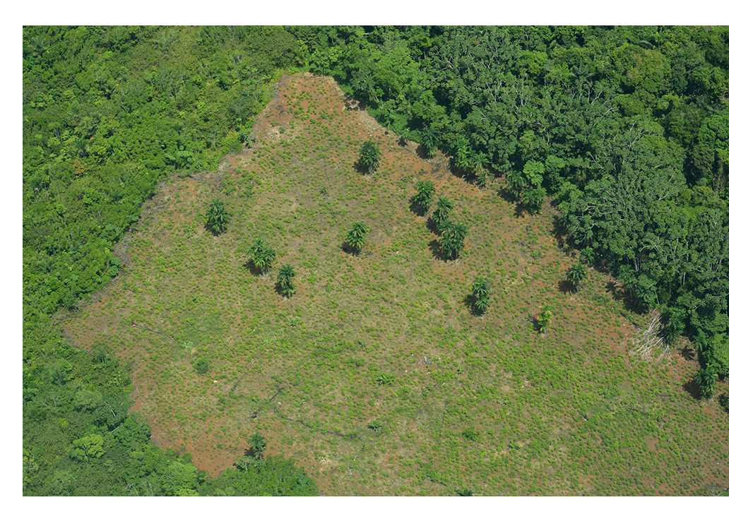 Grafica alusiva a Tendencia de deforestación en la Amazonia Colombiana