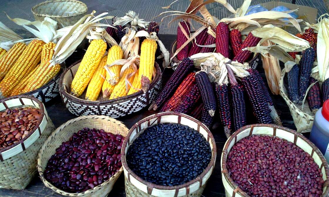 Grafica alusiva a Foro público: Políticas nacionales e internacionales sobre la agricultura y la biodiversidad, ¿Colombia necesita transgénicos?