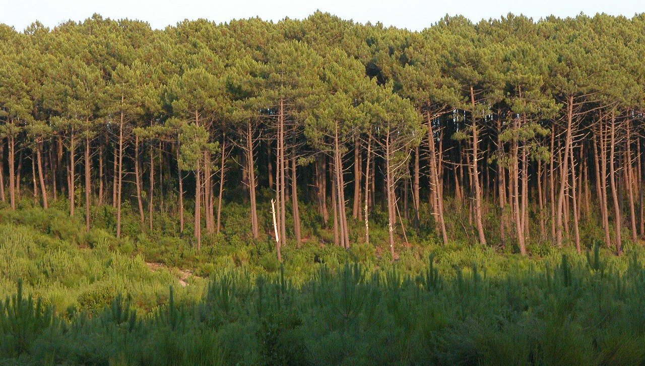 Grafica alusiva a Ley forestal y campeonato ambiental