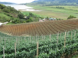 Grafica alusiva a La Reforma Rural Integral