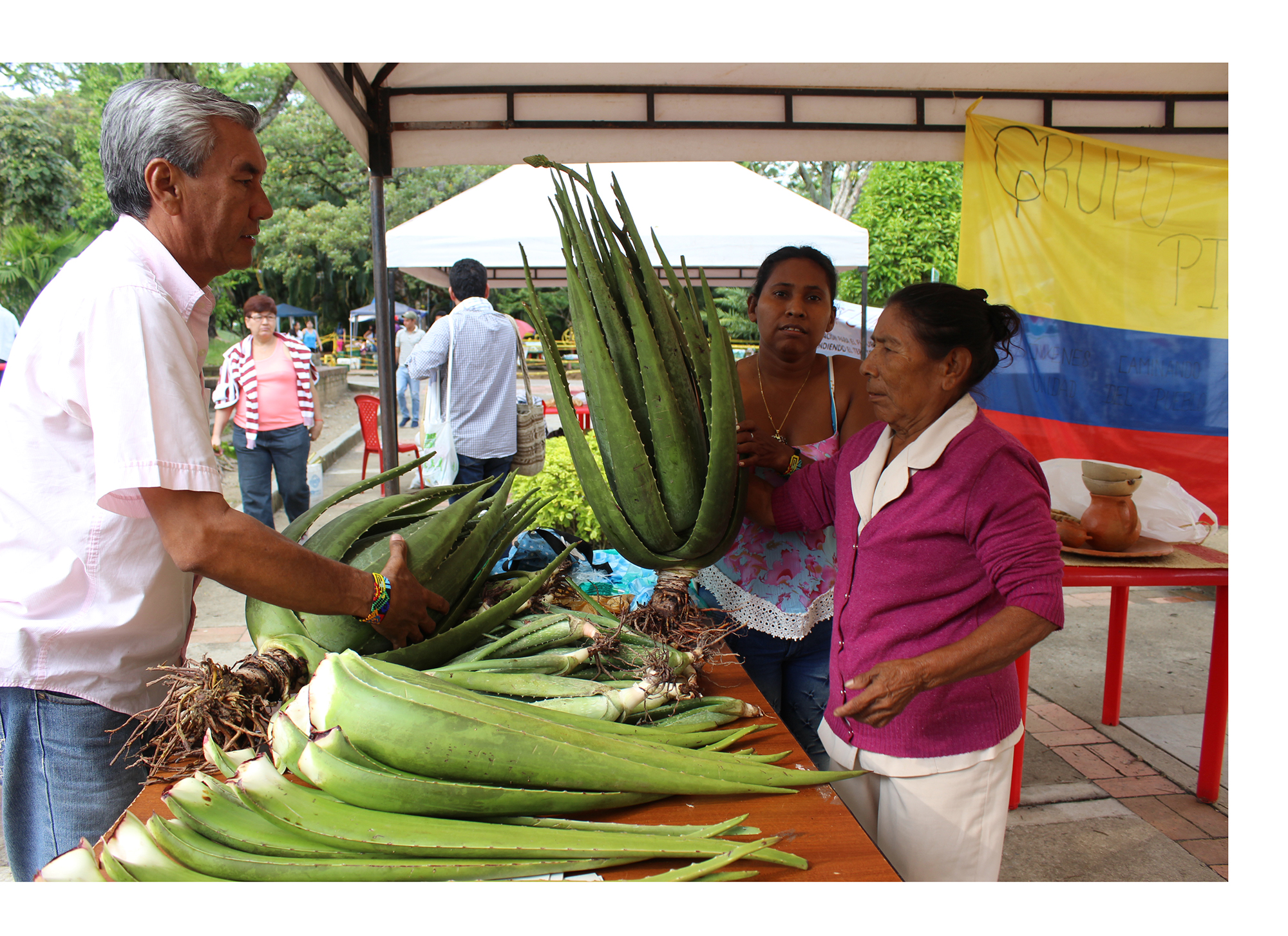 Grafica alusiva a Propuestas de manejo alternativas en la producción de sábila. Aportes a la construcción de vida digna y defensa de los territorios en el sur del Tolima