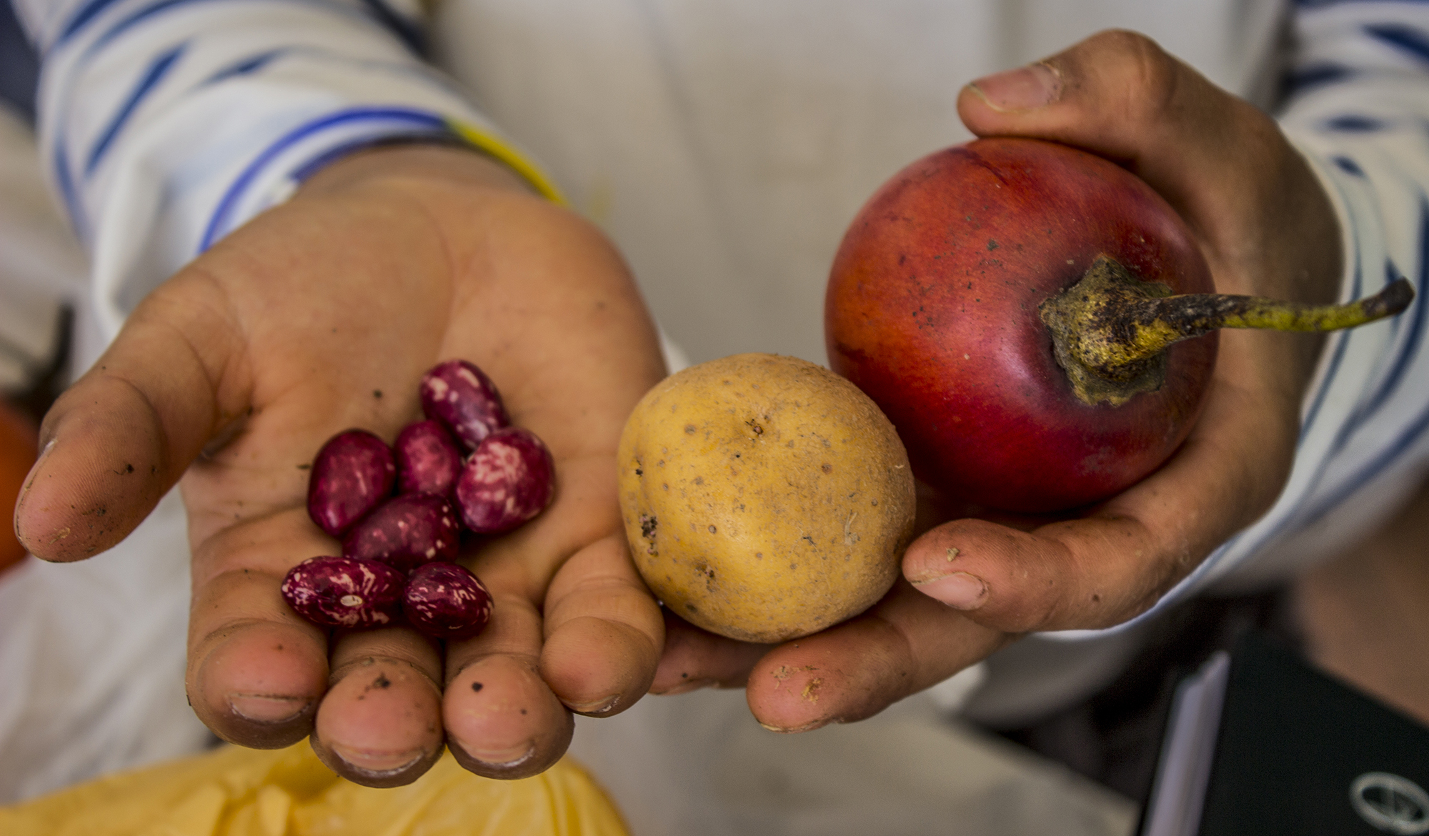 Grafica alusiva a Puntos críticos en torno al Proyecto de Ley de Innovación Agropecuaria presentado por el gobierno nacional en el marco de la implementación del punto 1 de los acuerdos de paz sobre Reforma Rural Integral