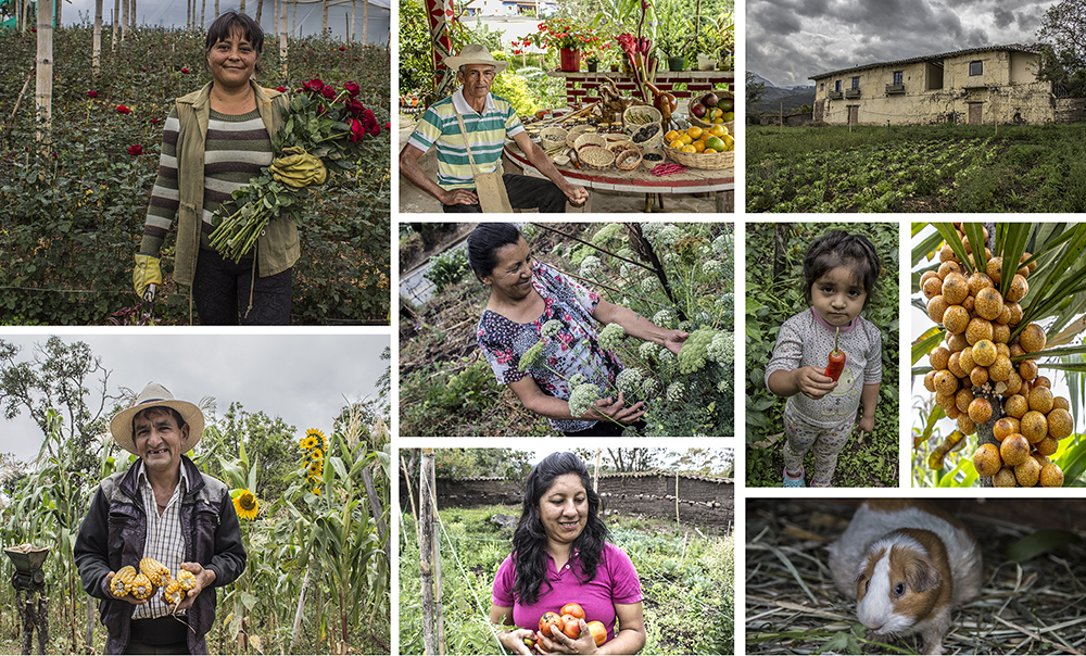 Grafica alusiva a Red de guardianes de semillas de vida Colombia “Sembrando para el futuro”