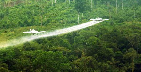 Grafica alusiva a La coca en el Pacífico colombiano