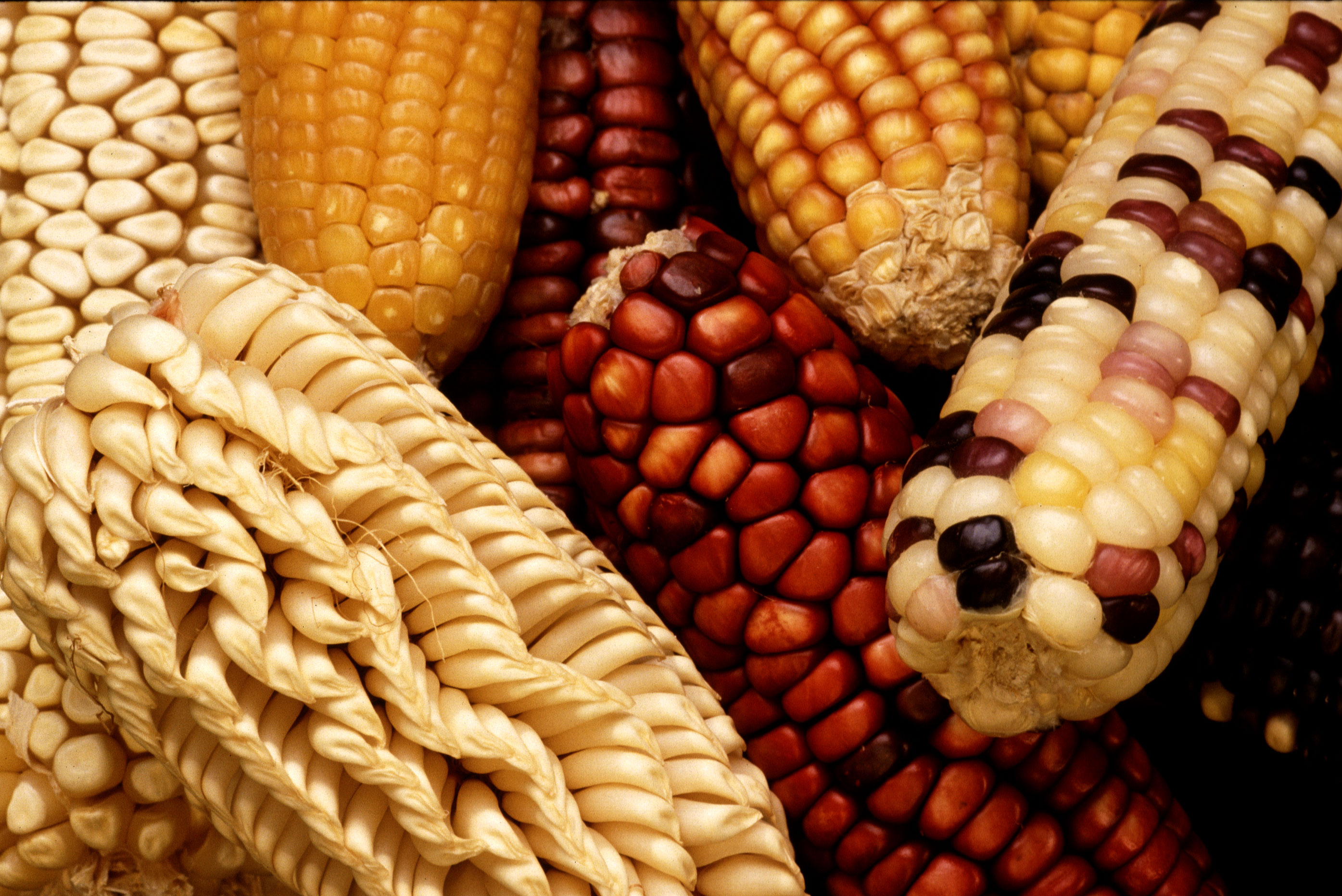 Grafica alusiva a Aprobado el cultivo de maíz transgénico en Colombia. Una amenaza a la biodiversidad y soberanía alimentaria 