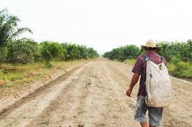 Grafica alusiva a El municipio de Montería: entre el progreso de la ciudad y el abandono del campo