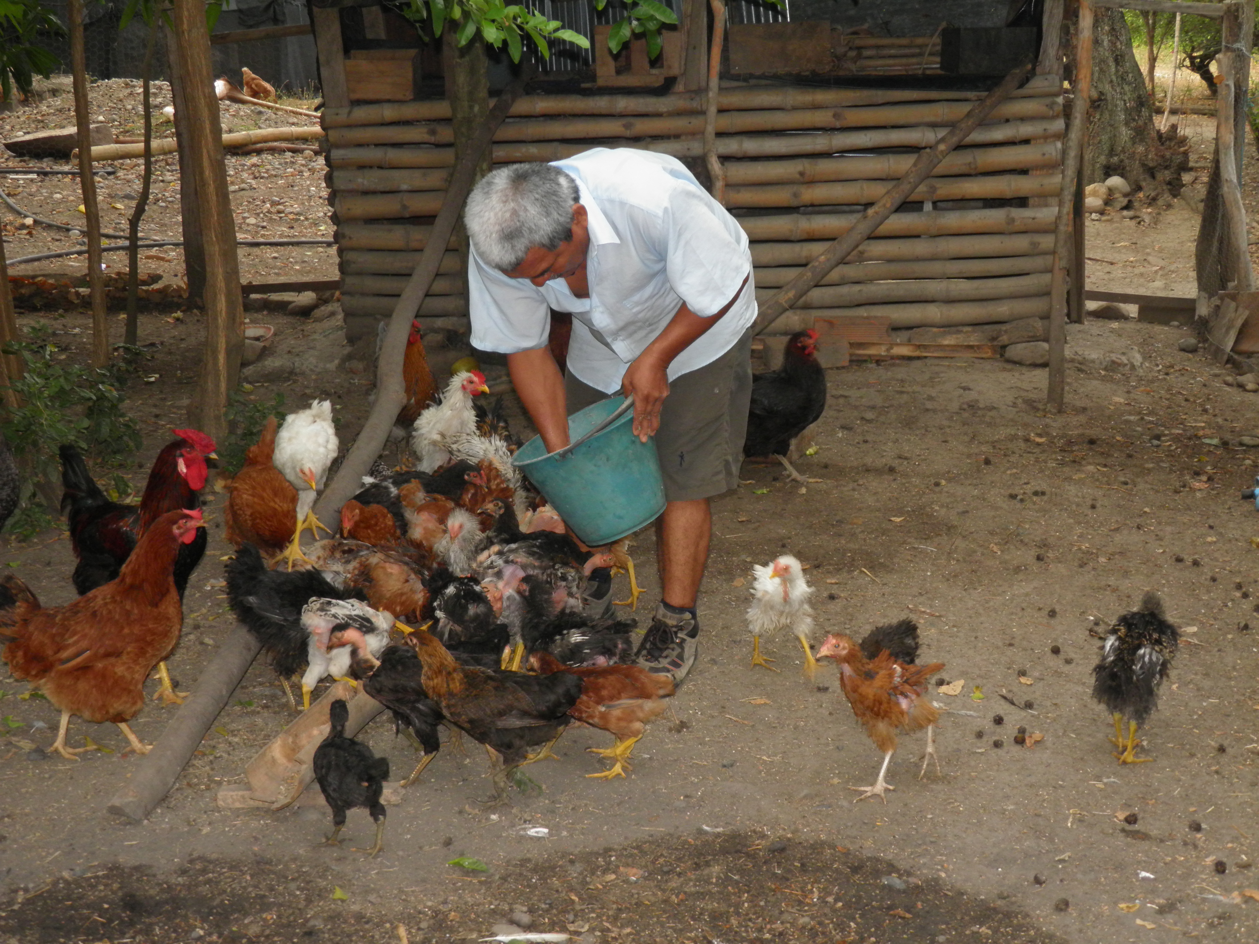 Grafica alusiva a Recuperación de gallinas criollas en el sur del Tolima