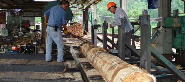 Grafica alusiva a La ley “maderera” o mal llamada ley forestal