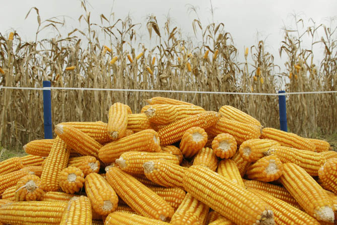 Grafica alusiva a El maíz en El Ecuador