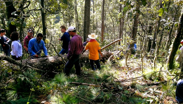 Grafica alusiva a El manejo comunitario de bosques: