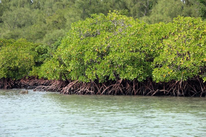 Grafica alusiva a El manglar, un ecosistema que agoniza. Muisne, Esmeralda - costa ecuatoriana