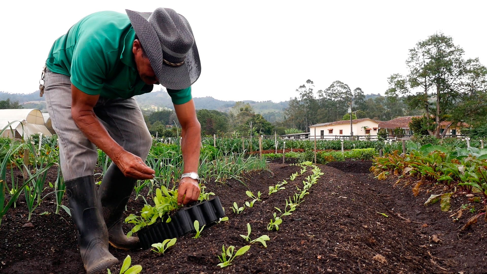 Grafica alusiva a Reflexiones sobre la certificación en agricultura orgánica