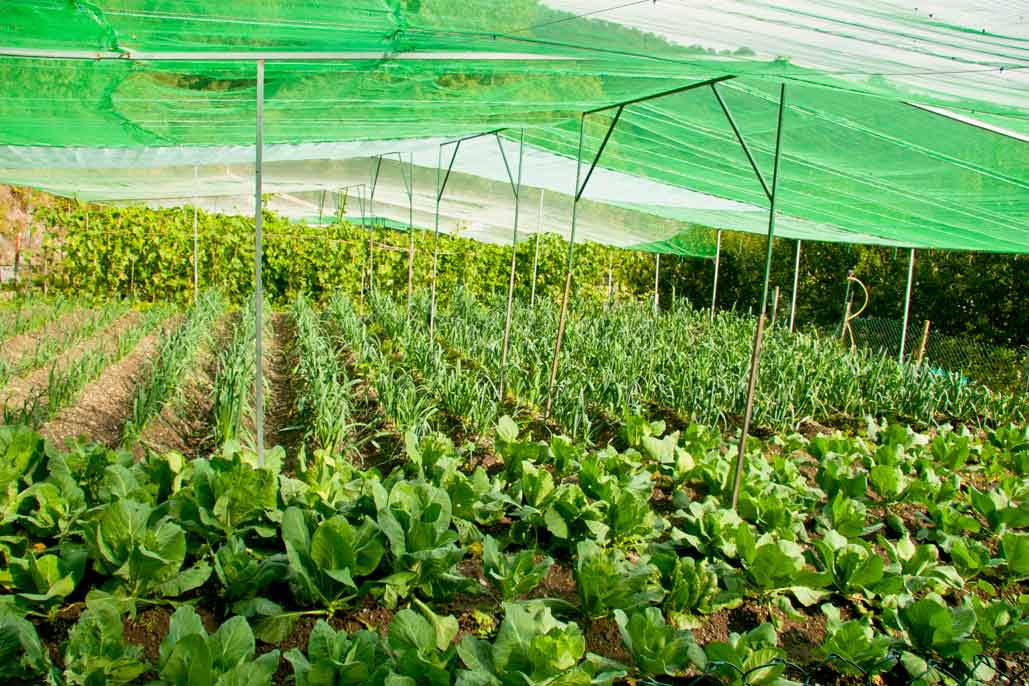 Grafica alusiva a Agricultura orgánica: Huertos Verdes...