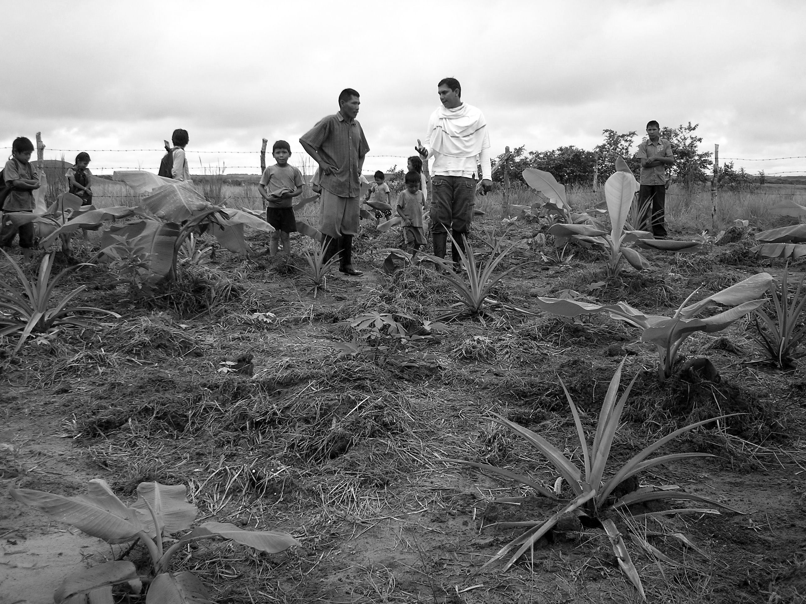 Grafica alusiva a La Cosmopolitana: Recuperación del alimento y las culturas ancestrales en la Altillanura colombiana