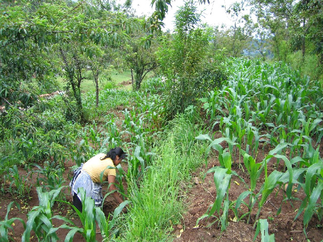 Grafica alusiva a La agroforestería como alternativa en el Medio Atrato