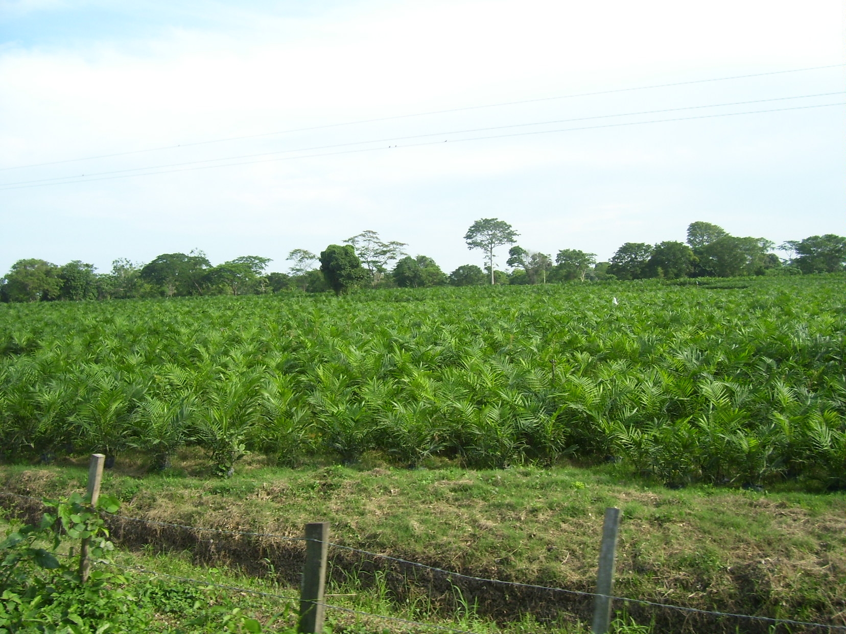 Grafica alusiva a La política del Gobierno colombiano en la promoción de agrocombustibles