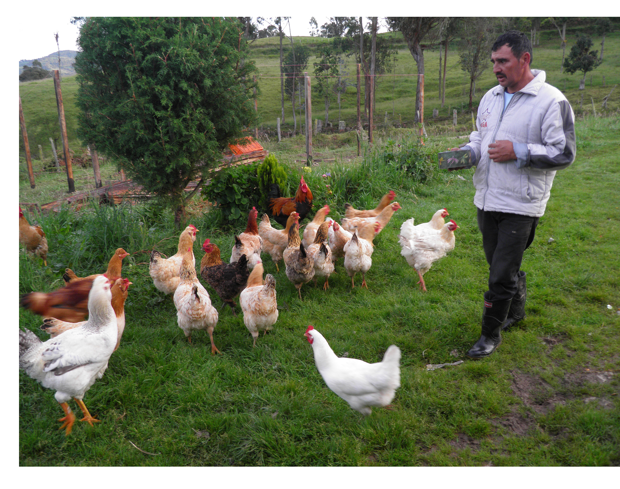 Grafica alusiva a Gallinas criollas: Contribución de las comunidades campesinas, indígenas y afrocolombianas a la conservación de la agrobiodiversidad