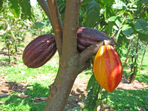 Grafica alusiva a El cacao en el Meta