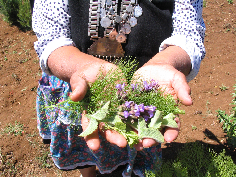 Grafica alusiva a Recuperación de plantas medicinales por mujeres Mapuches - Chile