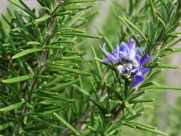 Grafica alusiva a El conocimiento tradicional sobre plantas medicinales y su relación con el conocimiento científico 