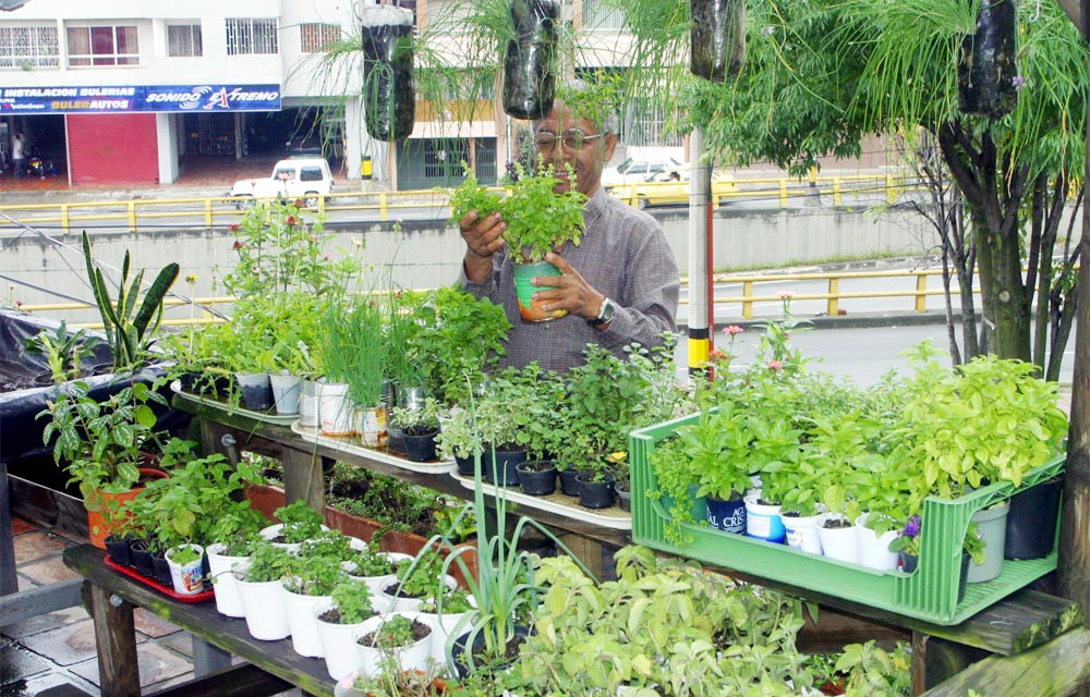 Grafica alusiva a Plantas medicinales, biodiversidad y comunidades locales