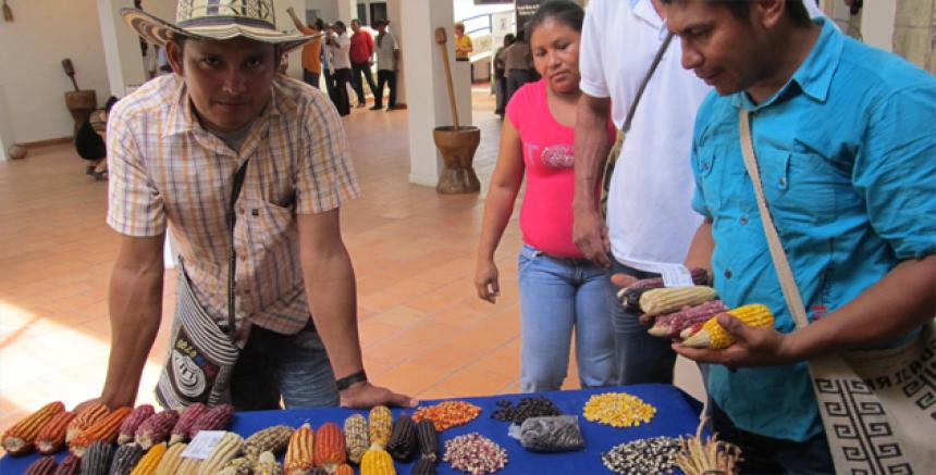 Grafica alusiva a Los maíces criollos y la soberanía alimentaria de la región Caribe
