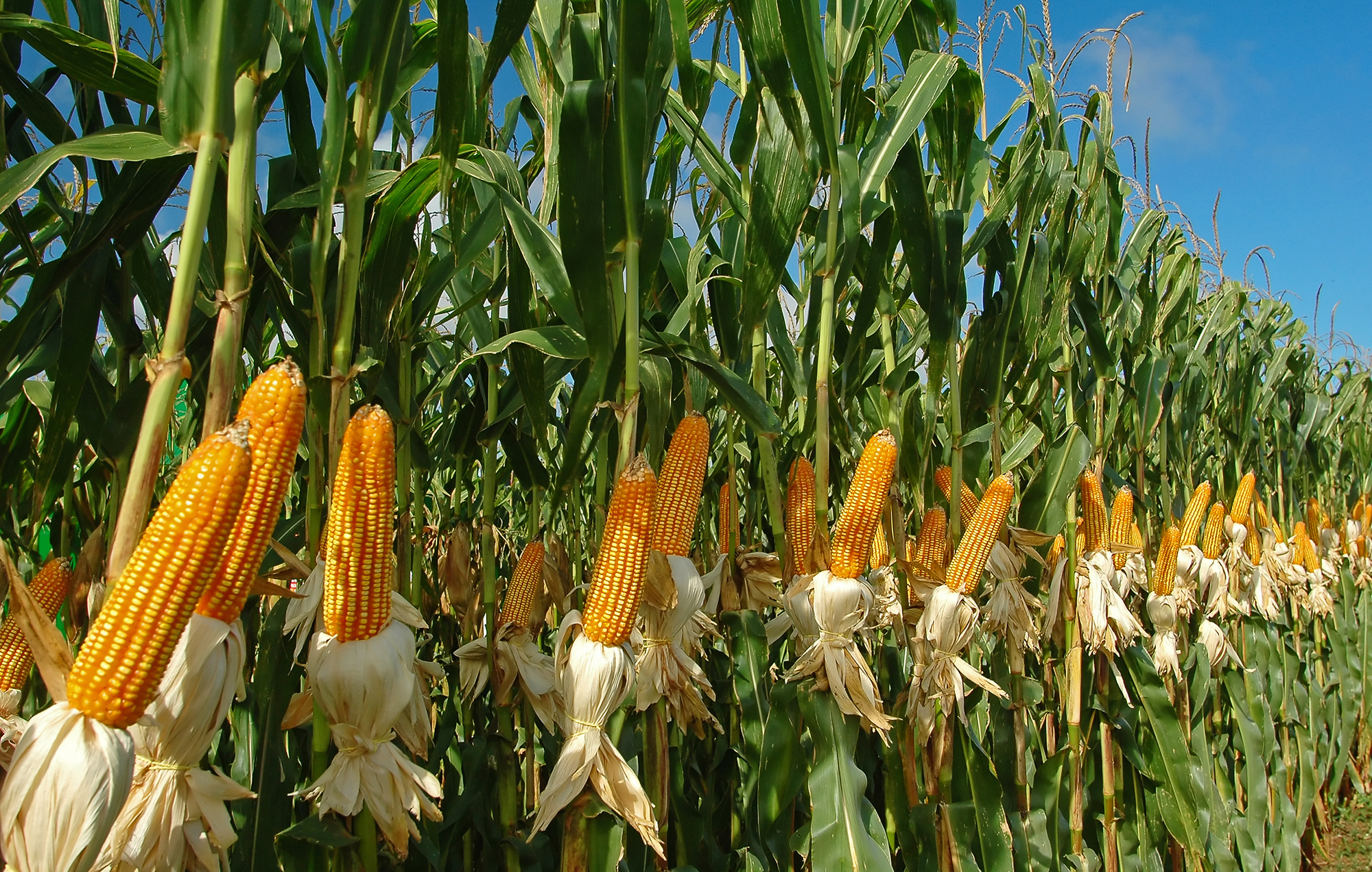 Grafica alusiva a El cultivo de maíz en Colombia