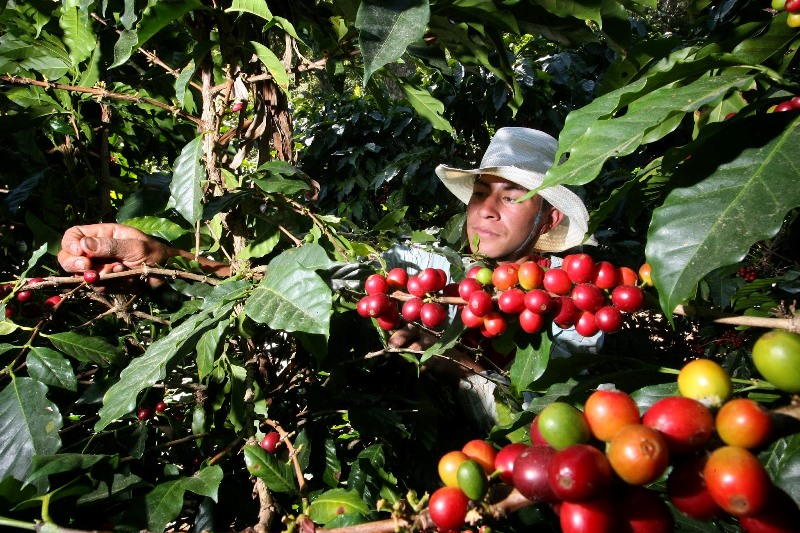 Grafica alusiva a Proyecto de vida campesina. La Asociación de Caficultores Orgánicos de Colombia