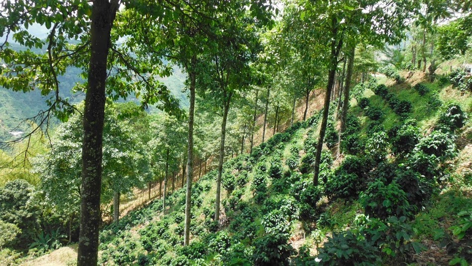 Grafica alusiva a Fomento de sistemas agroforestales en la comunidad Indígena de Chajeradó 