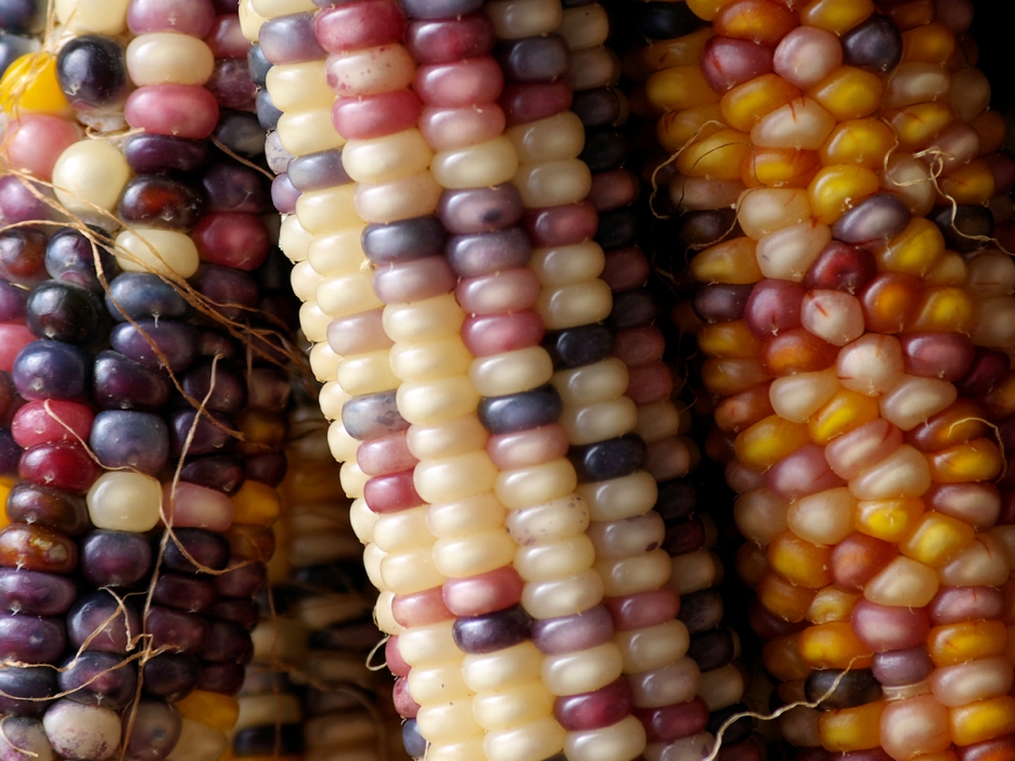 Grafica alusiva a Una década sembrando cultivos transgénicos en Colombia