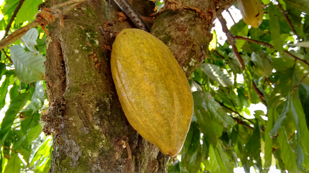 Gráfica alusiva a #Podcast | Para defender nuestras semillas Por Alianza Biodiversidad y Colectivo de Semillas de América Latina País América Latina y El Caribe