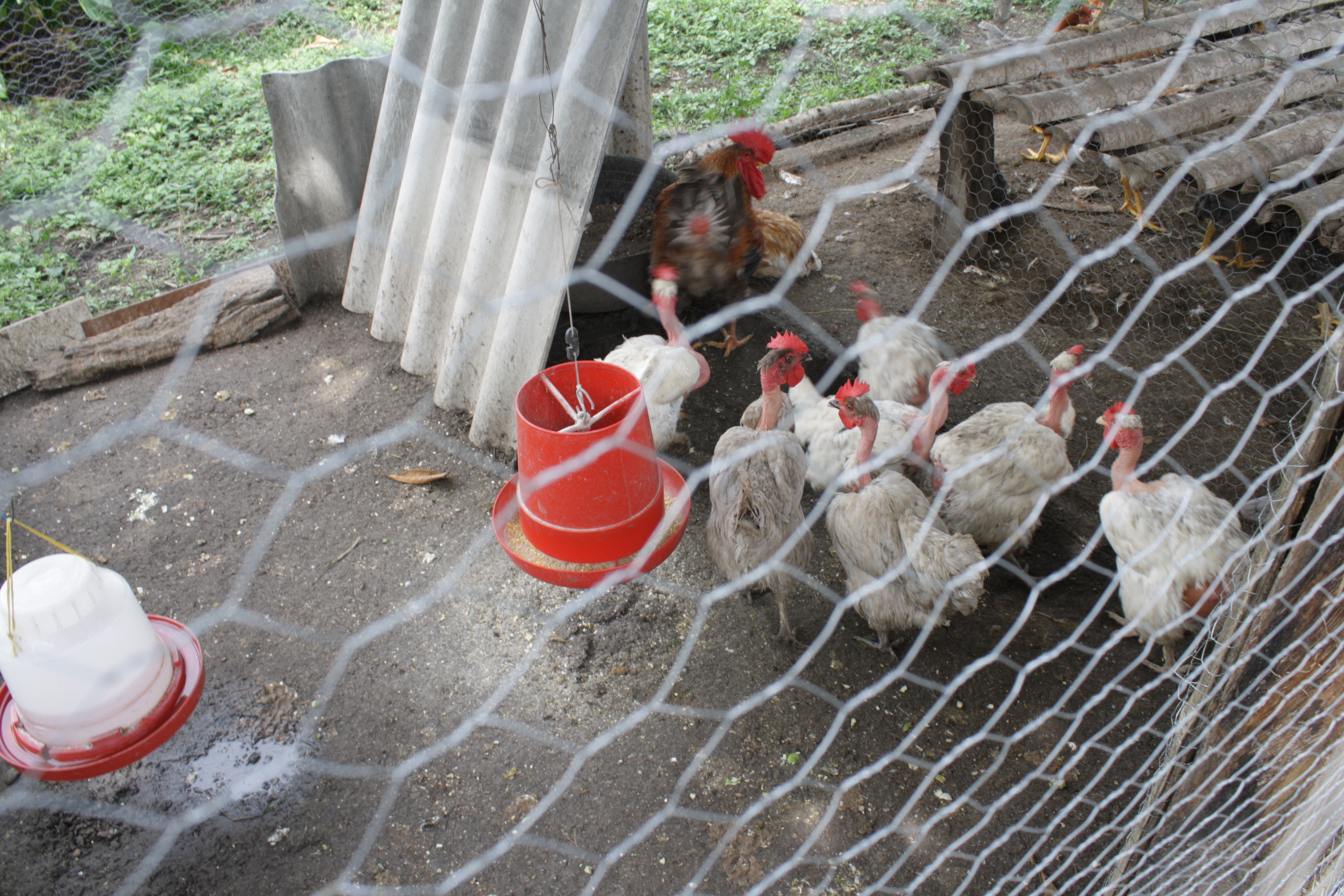 Gráfica alusiva a Presentación gallinas criollas