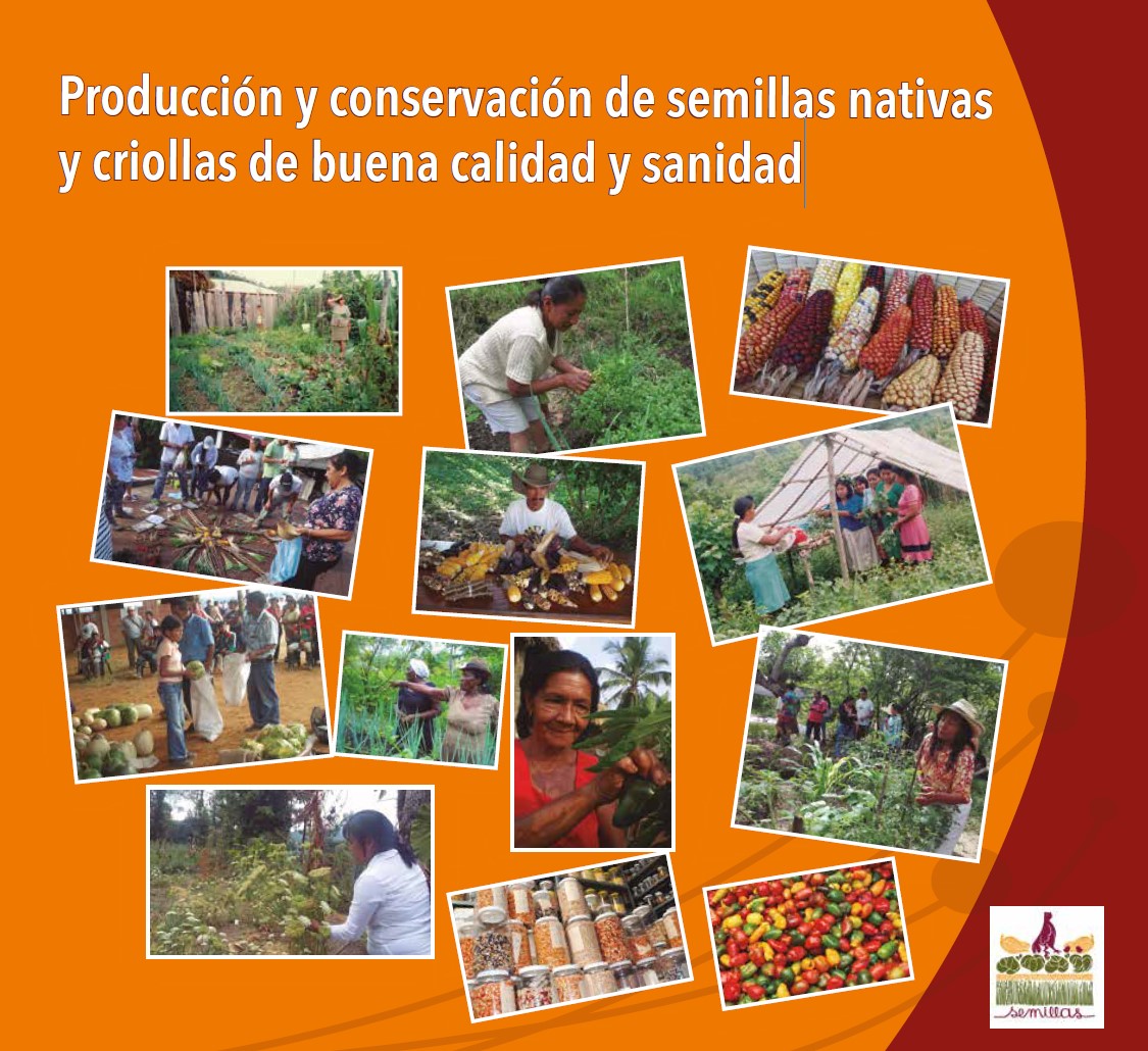 Grafica alusiva a Producción y conservación de semillas nativas y criollas de buena calidad y sanidad