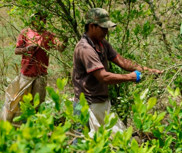 Gráfica alusiva a La agonía del campesino cocalero en Colombia