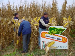 Gráfica alusiva a La economía post- OGM: Agricultores abandonan las semillas GM...Y no es por ideología