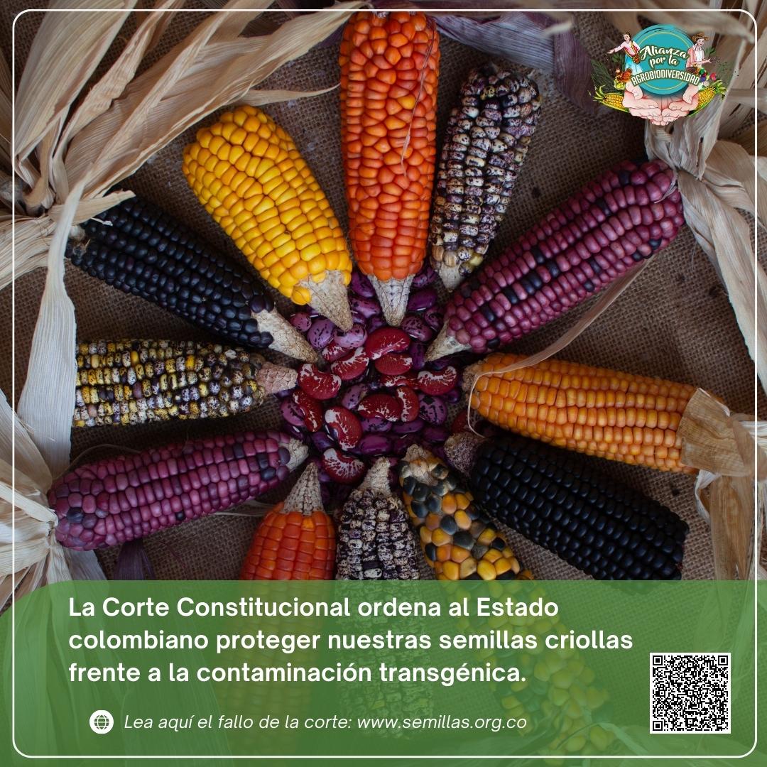 Gráfica alusiva a Sentencia de la Corte Constitucional de Colombia, frente a la contaminación de  maíces criollos de los pueblos indígenas